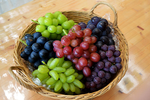 fujishima-farm-grape