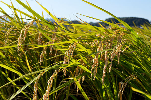 福岡県産米をご家庭へ。農家直送でお届けいたします。｜野見山ぶどう園（福岡県宮若市）
