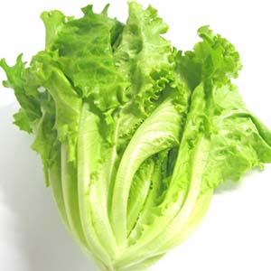 レタスの旬 時期 通販 - 九州の野菜 | 九州の農家と農産物.com