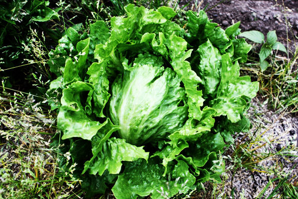 レタスの旬 時期 通販 – 九州の野菜