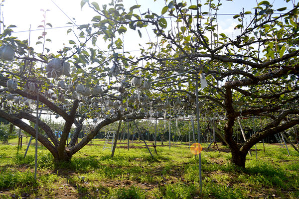 愛宕梨の収穫が始まりました。｜末永果樹園（福岡県行橋市）