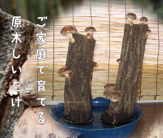 肉厚な椎茸をご自宅で収穫できる原木の販売。|株式会社あおむし（福岡県苅田町）