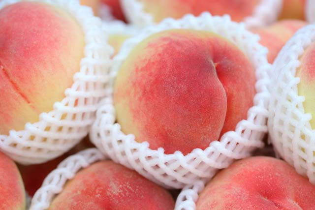 桃 モモ もも の旬 時期 – 九州のフルーツ