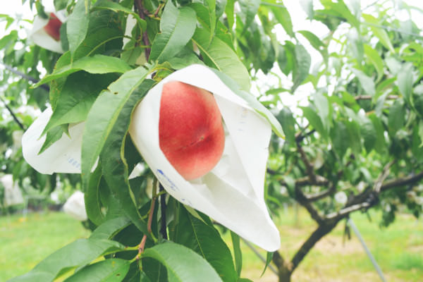桃の出荷が始まります。2017年 末永果樹園｜福岡県行橋市