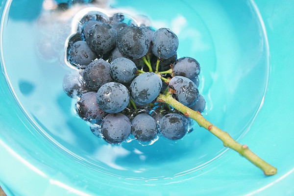 ぶどう ブドウ 葡萄 – 九州のフルーツ