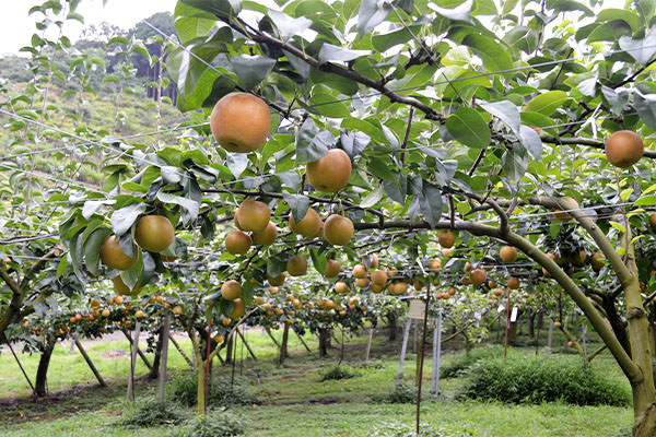 梨が出始めました。果物狩りのお知らせ｜藤島農園（福岡県宮若市）