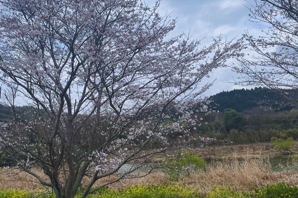 2023年！桜まつり開催いたします。｜藤河農園（福岡県みやこ町）